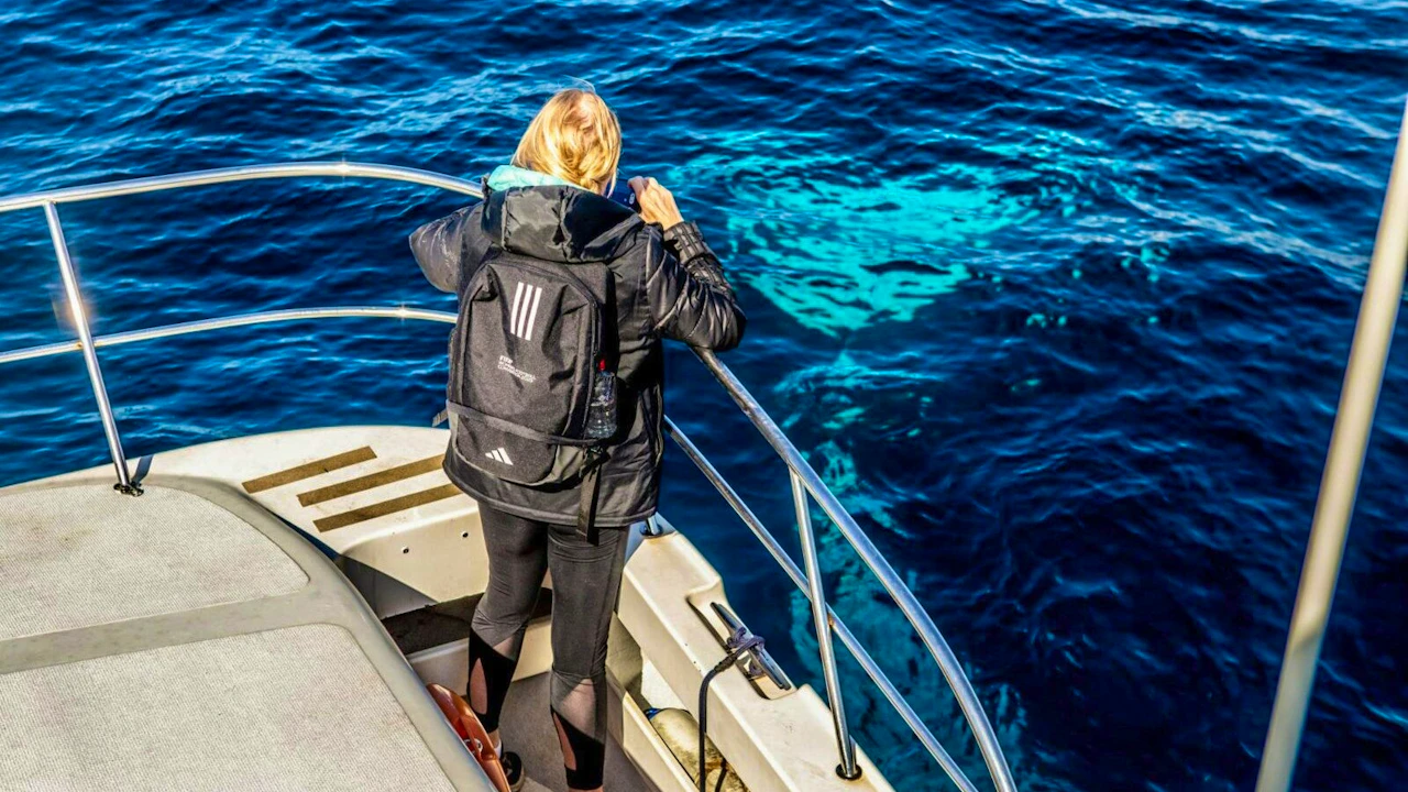 Sydney Whale Watching Cruise Ticket