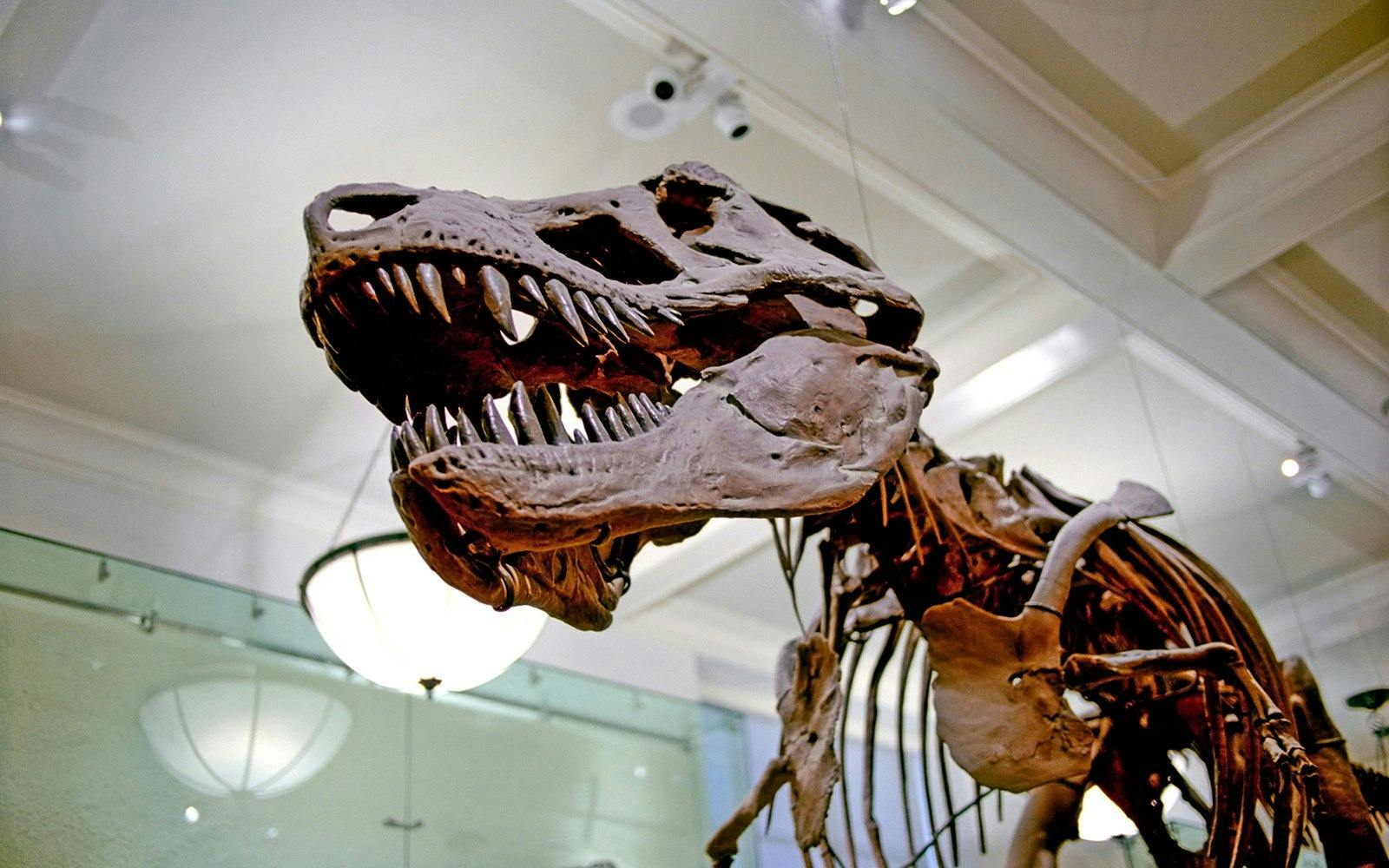 Melbourne Museum Ticket Category