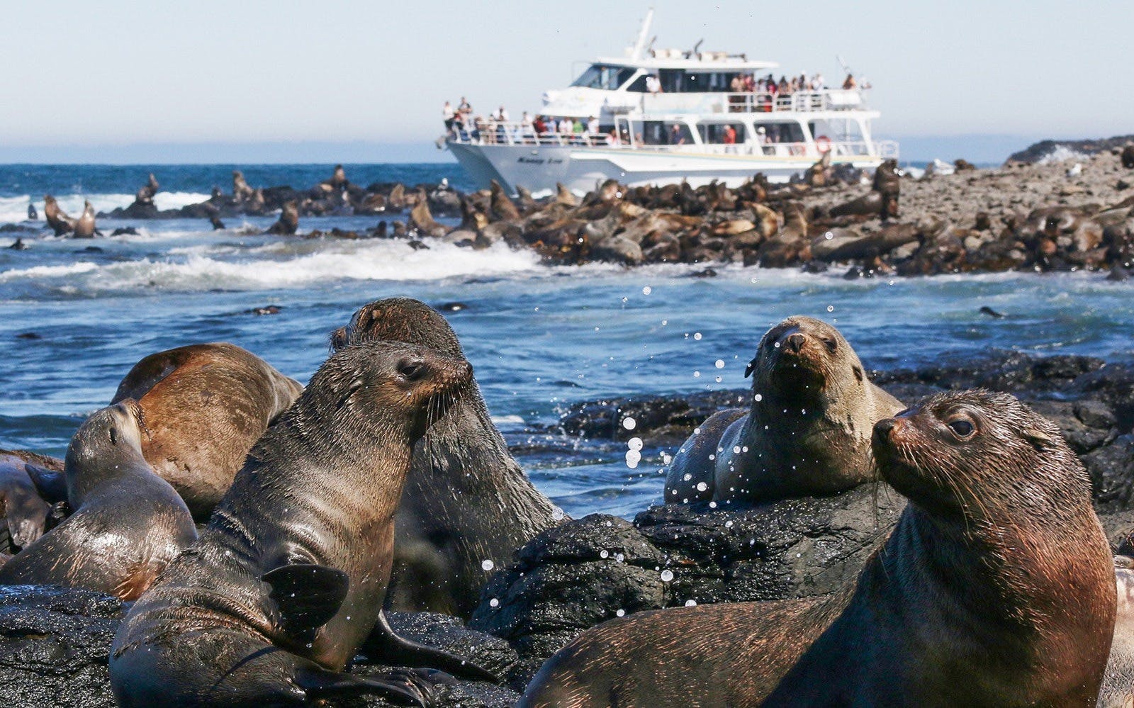 Churchill Island Ticket Price