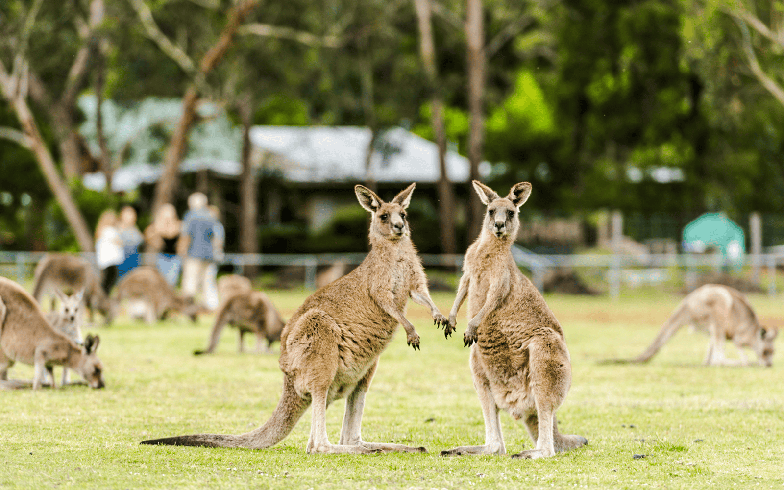 Grampians National Park Day Tour Review