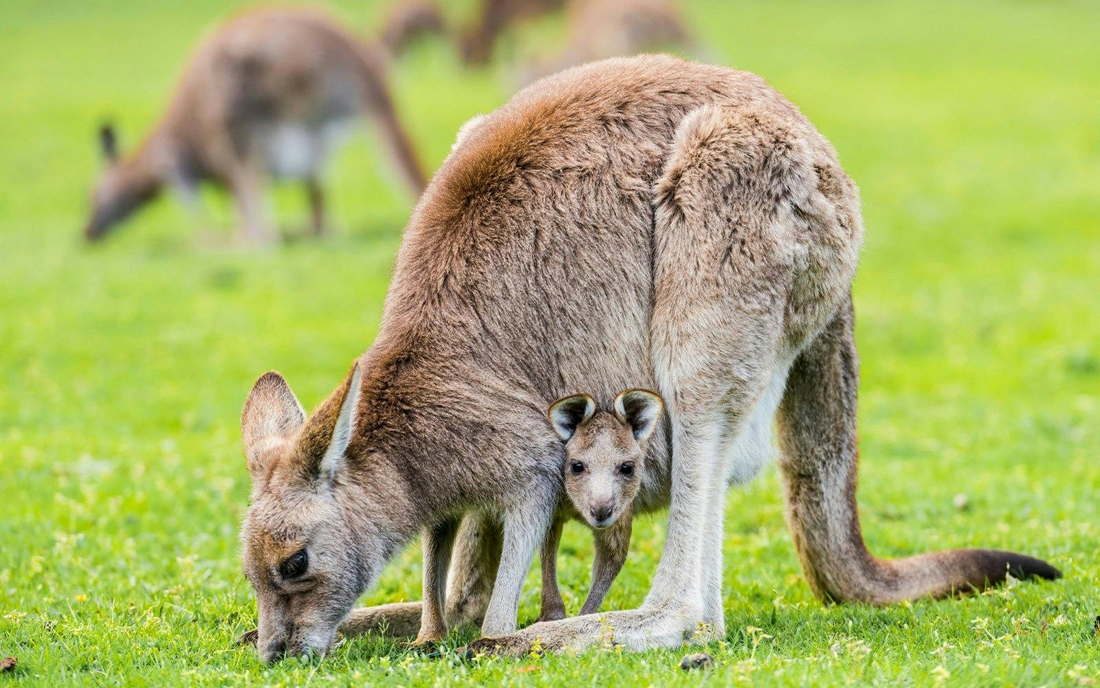 Grampians National Park Day Tour 