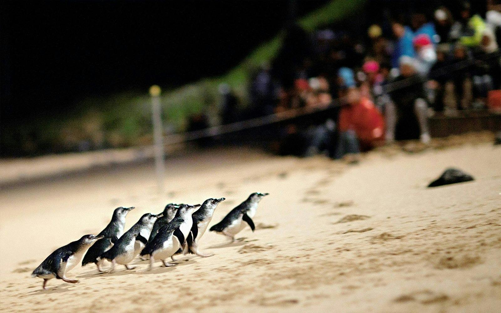 Phillip Island Penguin Parade Tour Discount