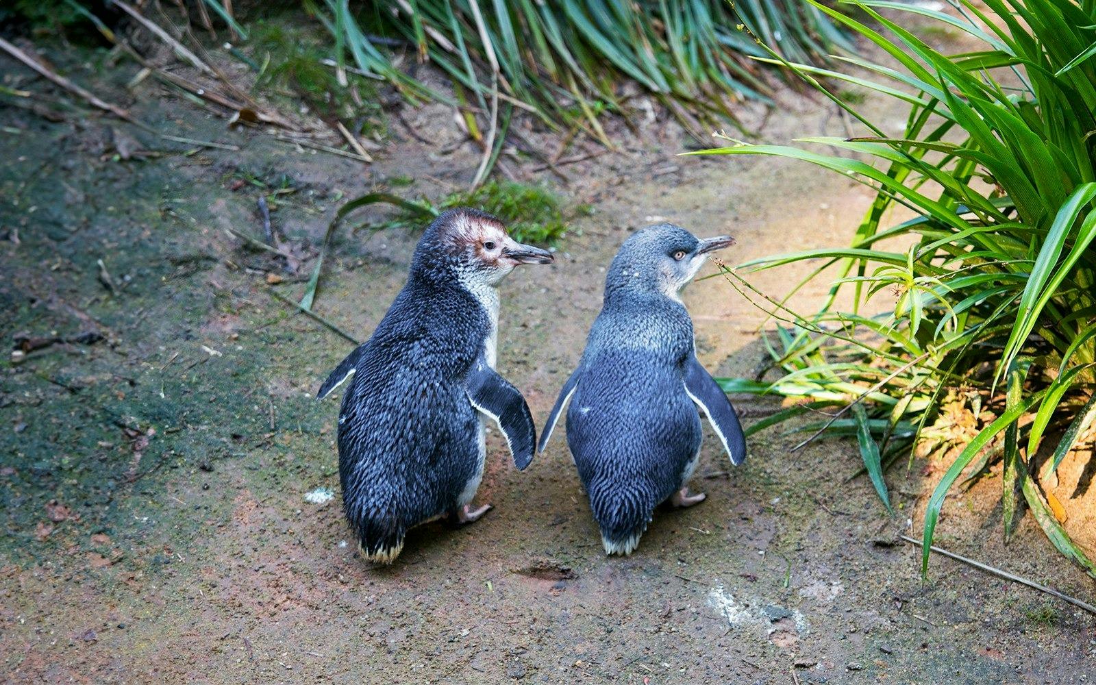 Phillip Island Penguin Parade Tour 