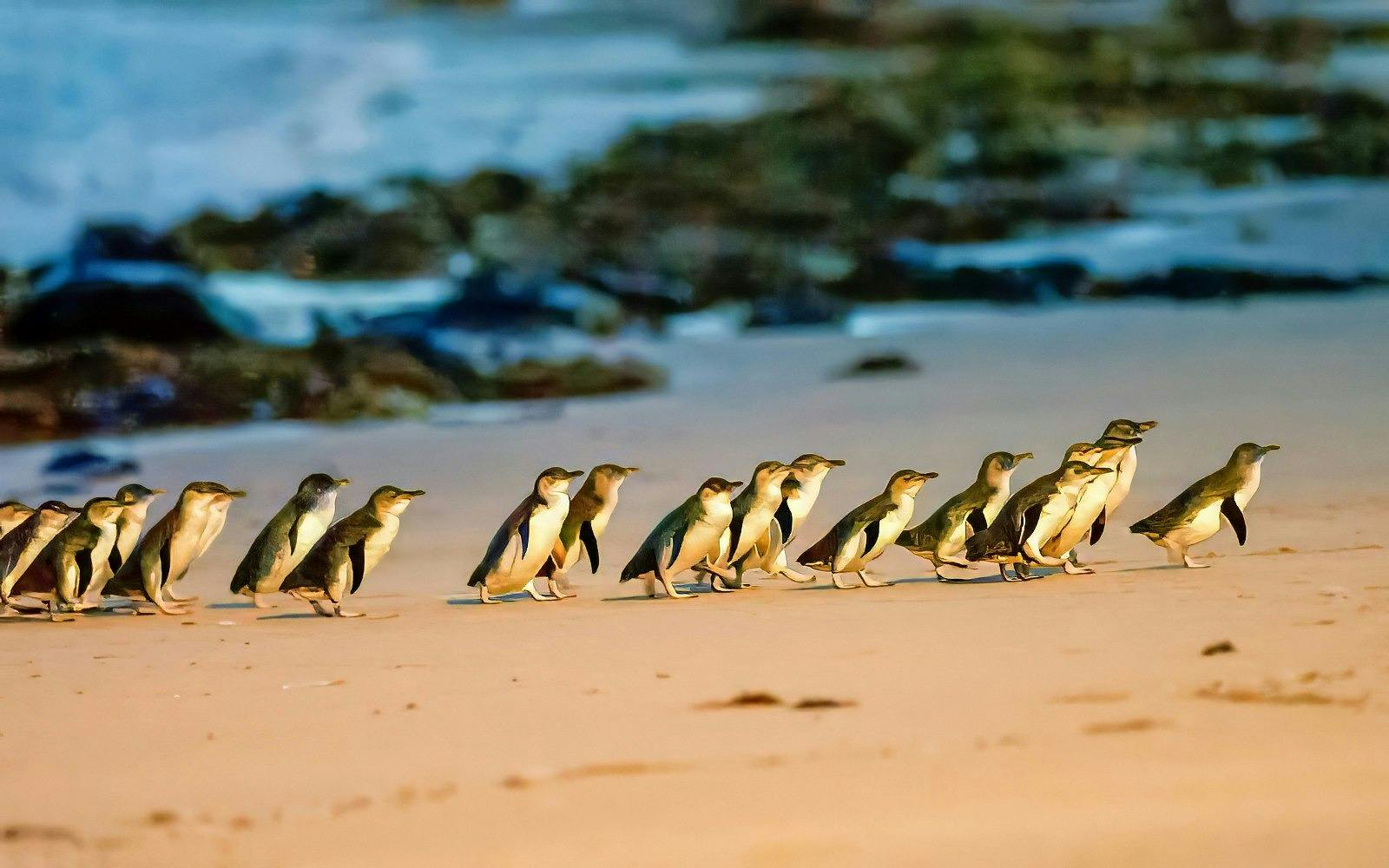 Phillip Island Penguin Parade Tour 