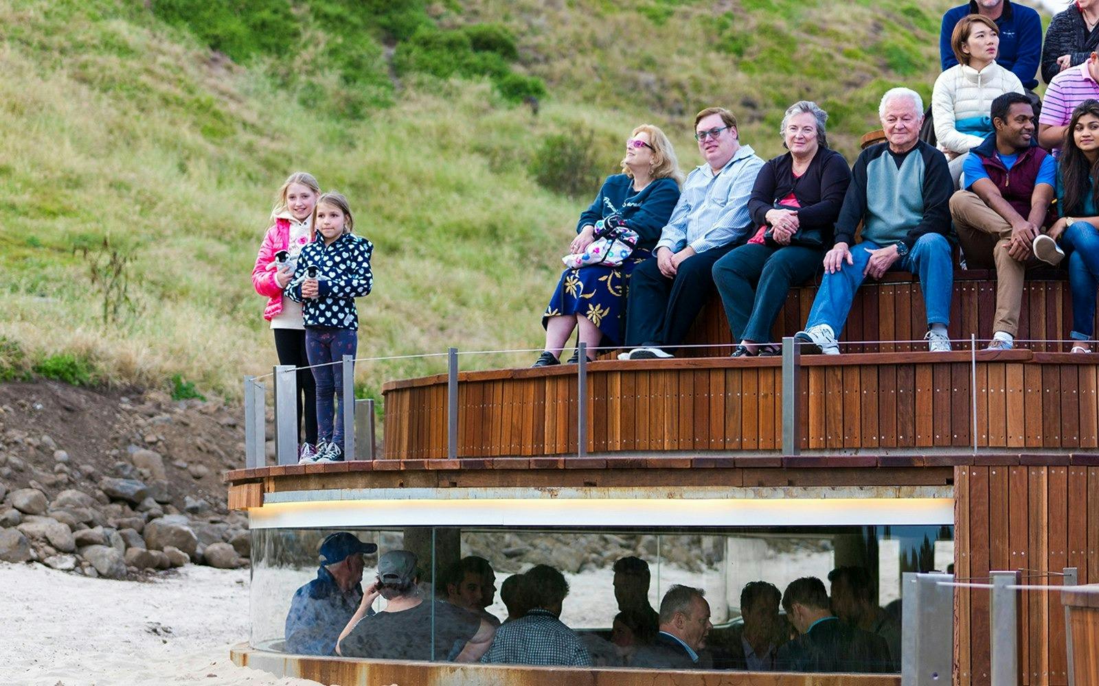 Phillip Island Penguin Parade Tour 