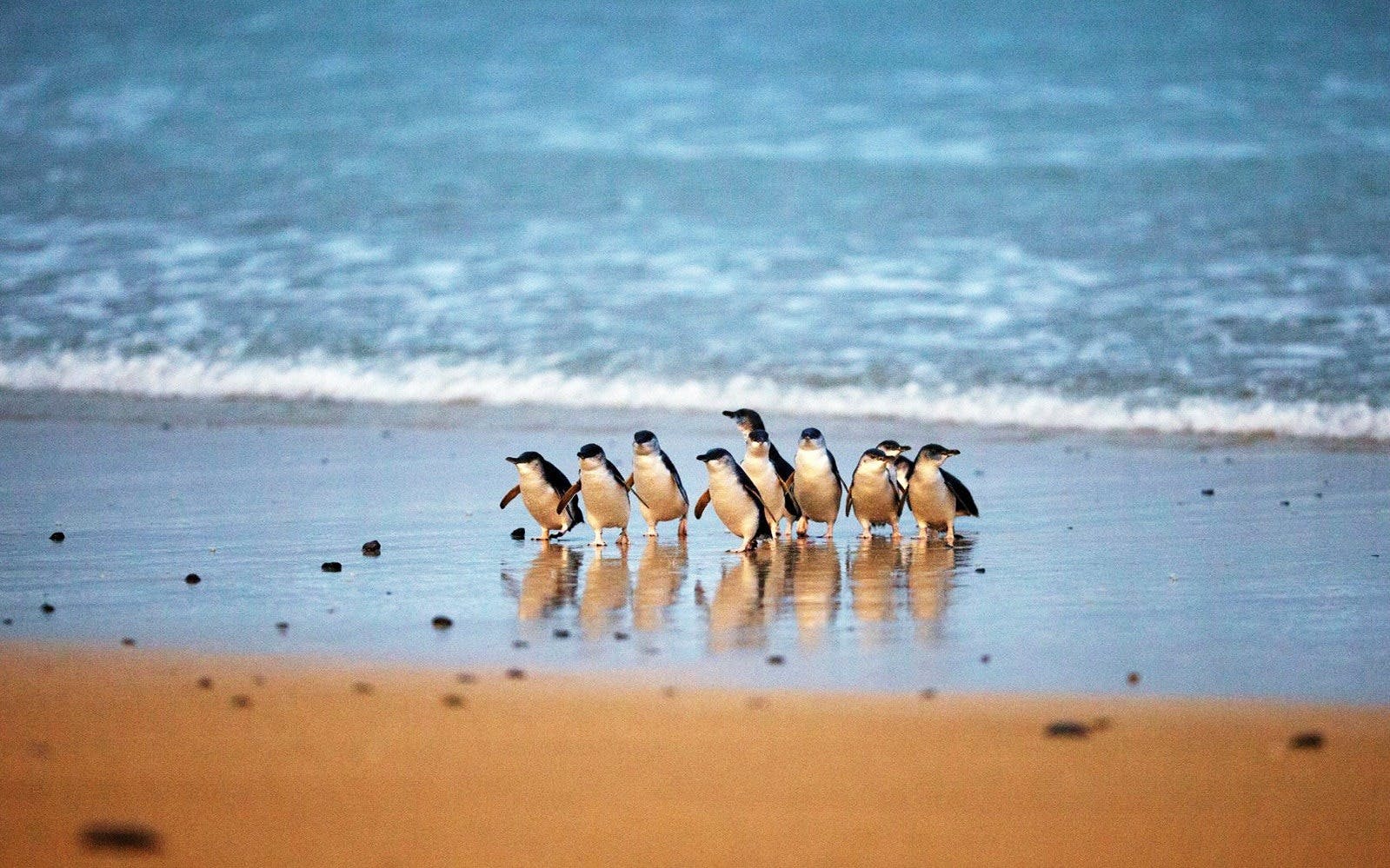 Phillip Island Penguin Parade Tour