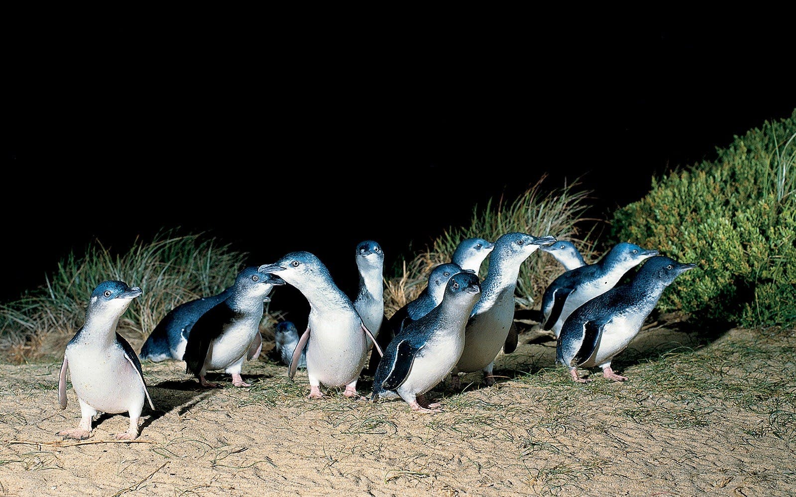 Phillip Island Penguin Parade Tour Thrillark