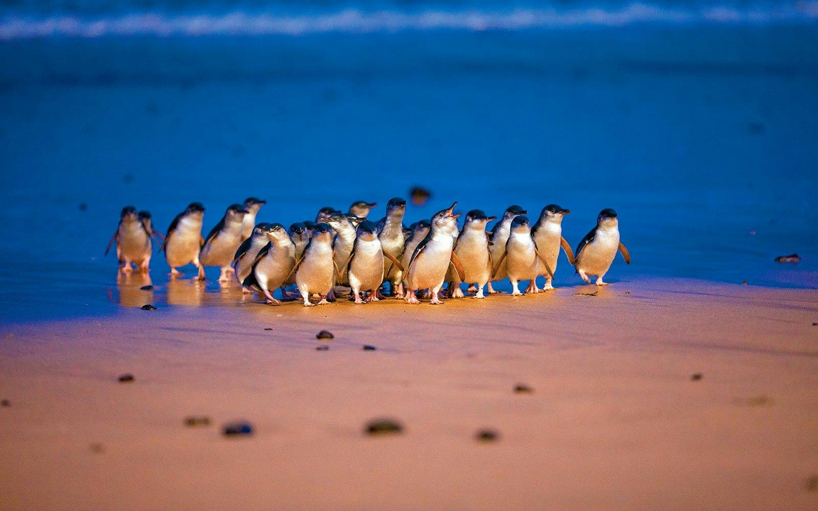 Phillip Island Penguin Parade Tour Review