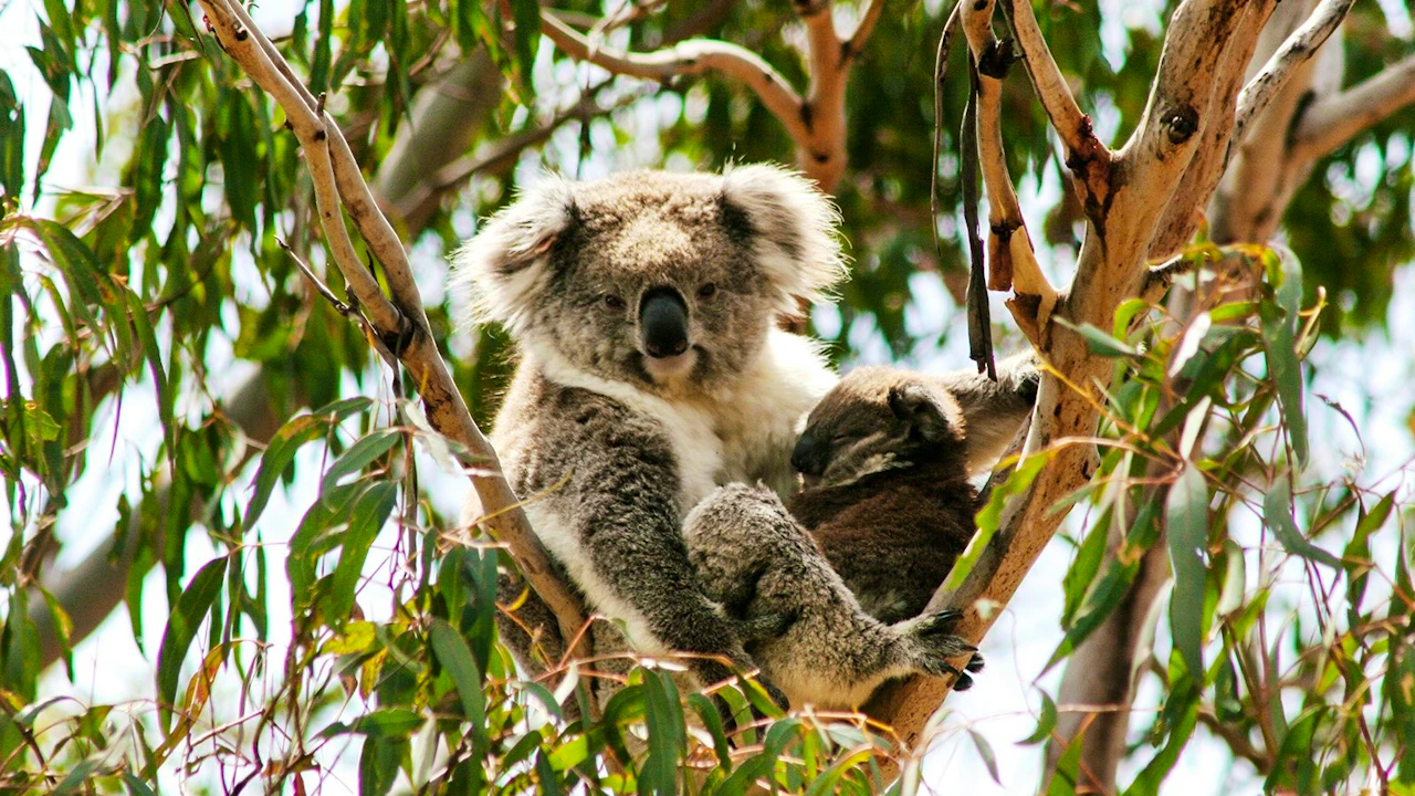 Koala Conservation Reserve in Phillip Island