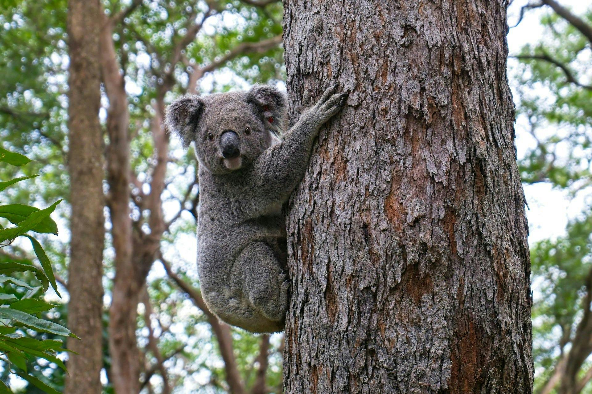 Koala Conservation Reserve in Phillip Island Category