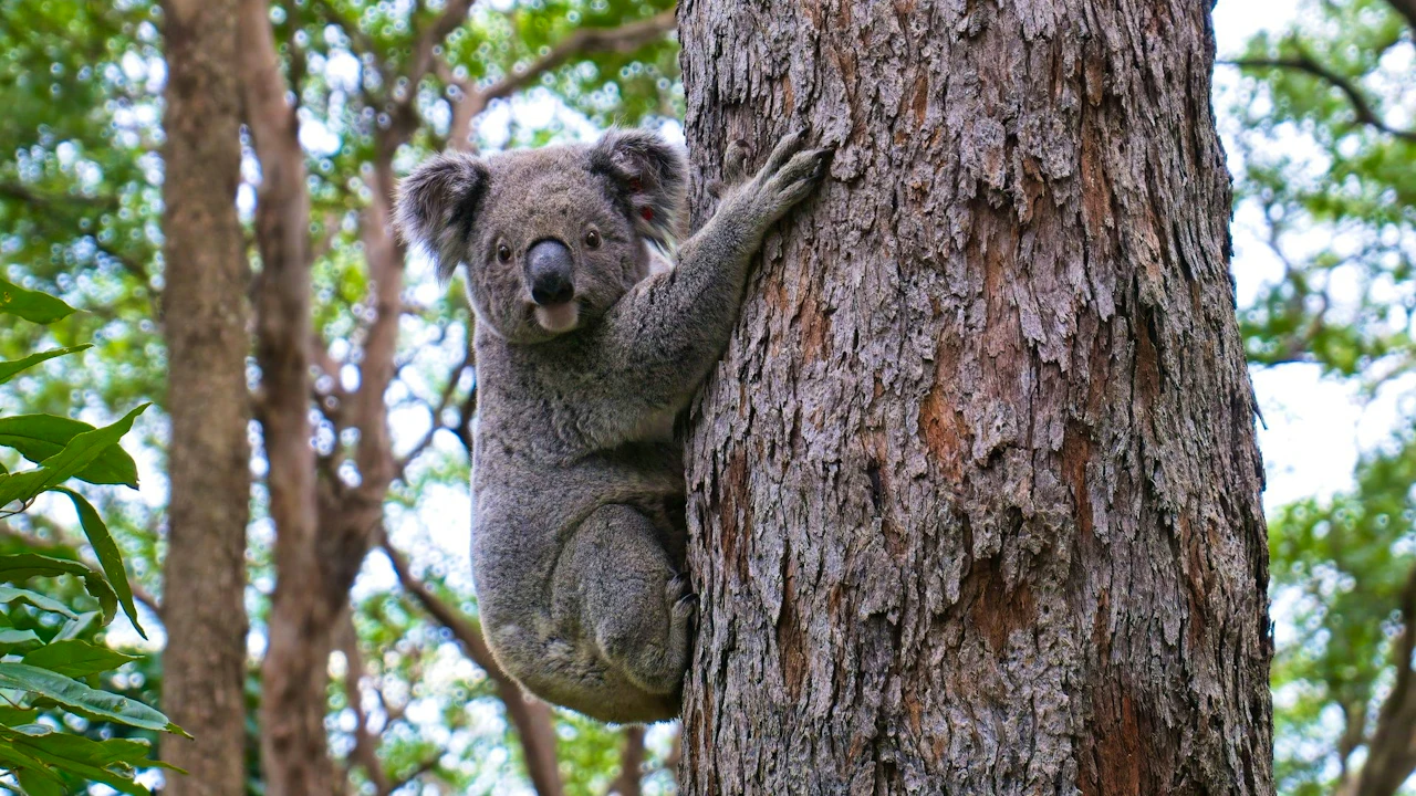 Koala Conservation Reserve in Phillip Island Category