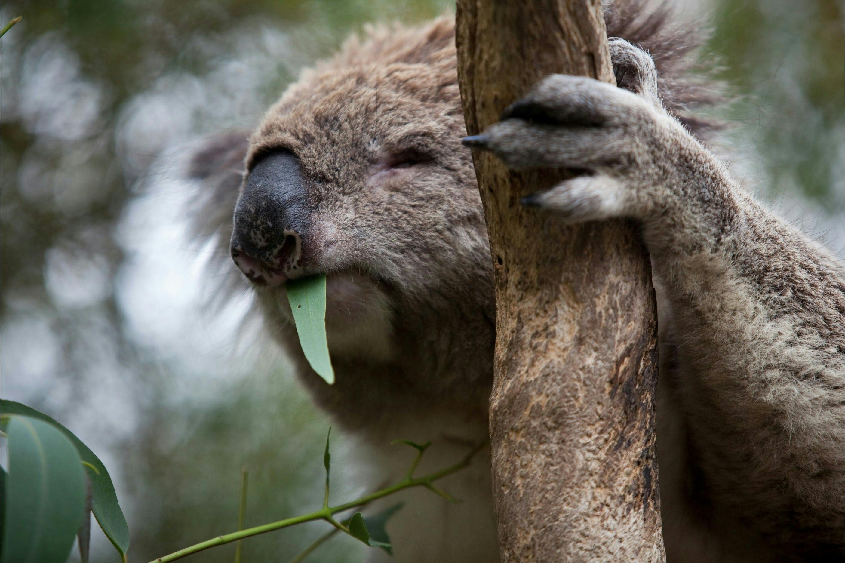 Koala Conservation Reserve in Phillip Island Location