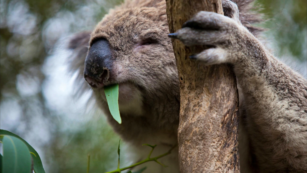 Koala Conservation Reserve in Phillip Island Location