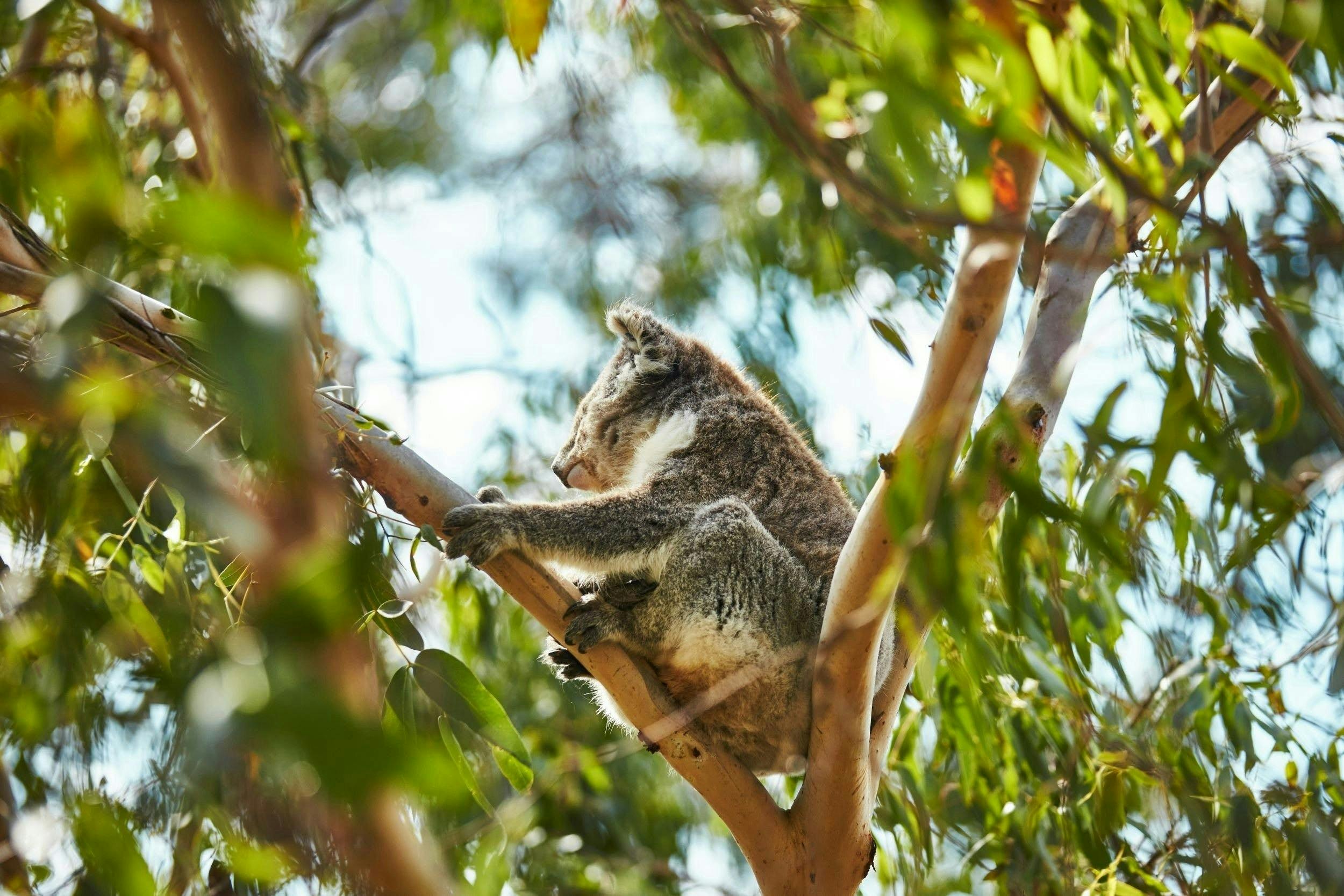 Koala Conservation Reserve in Phillip Island Price