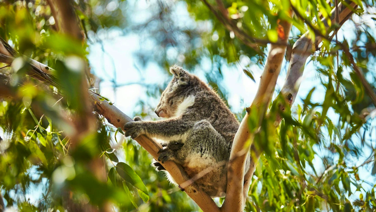 Koala Conservation Reserve in Phillip Island Price