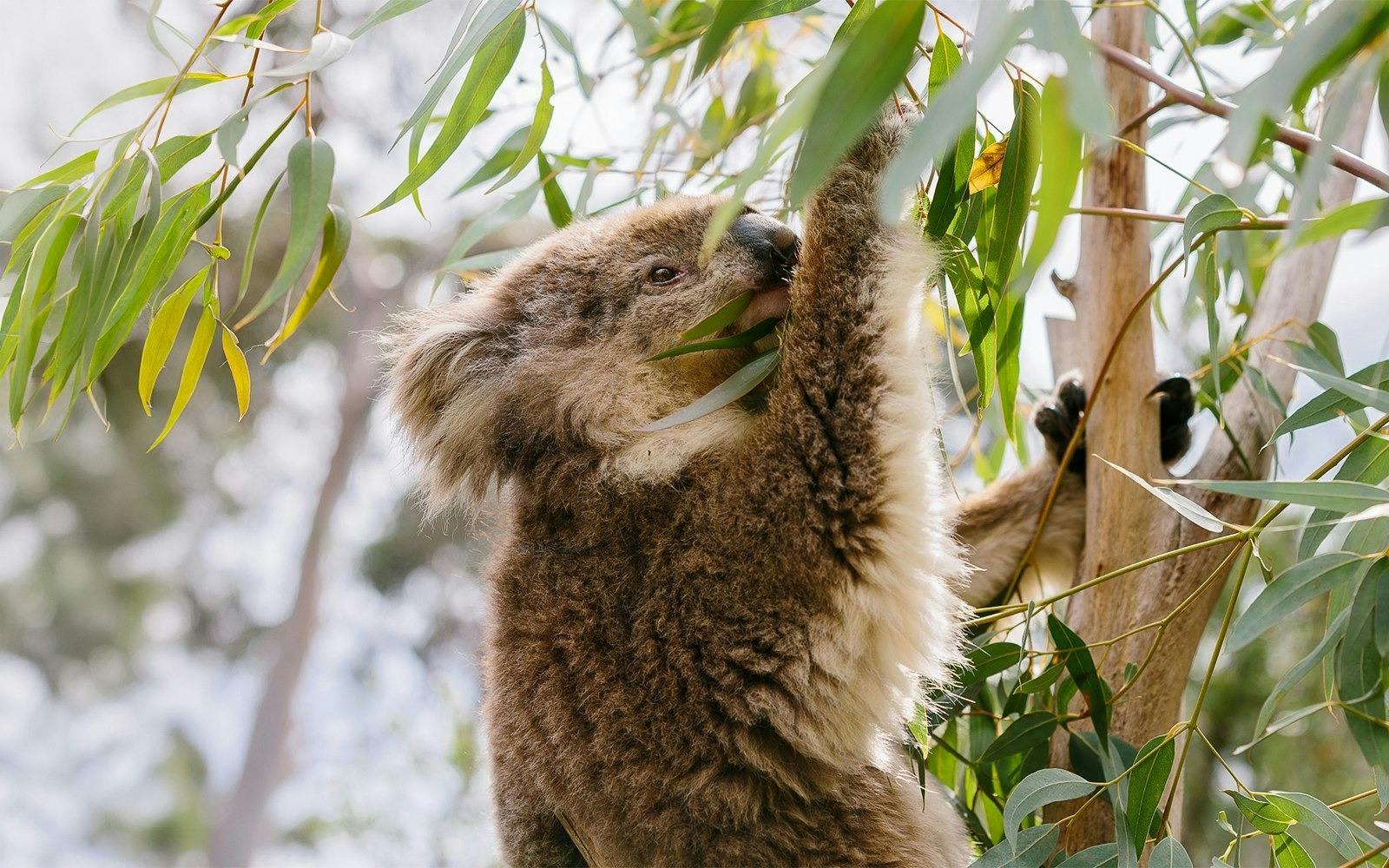 Koala Conservation Reserve in Phillip Island Ticket