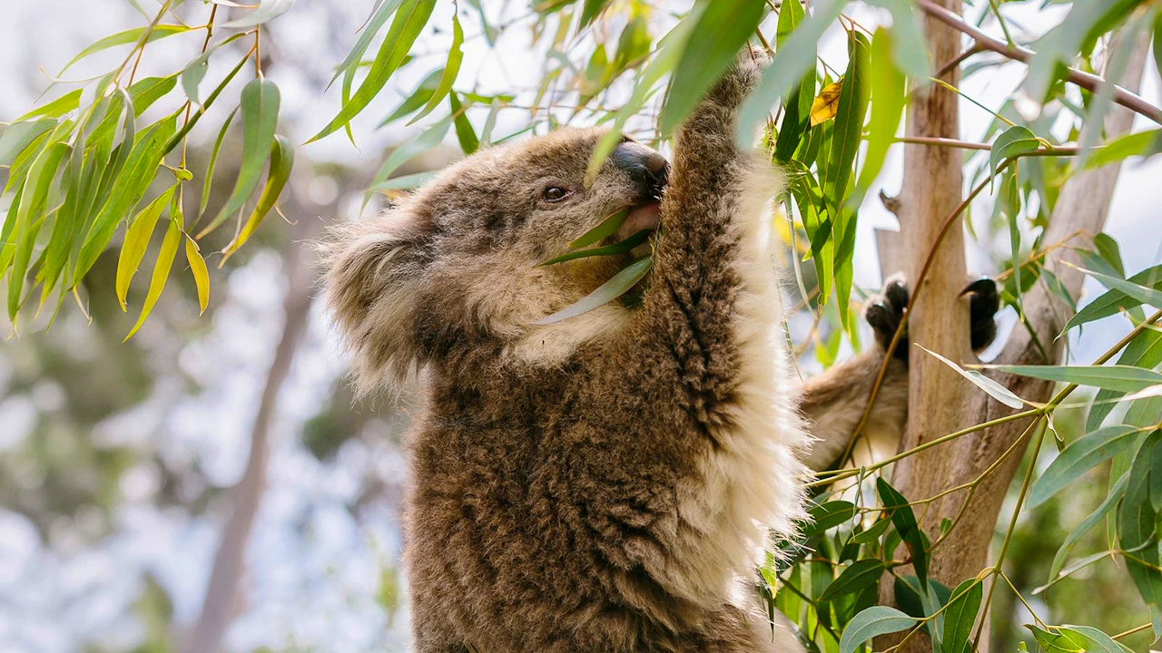 Koala Conservation Reserve in Phillip Island Ticket