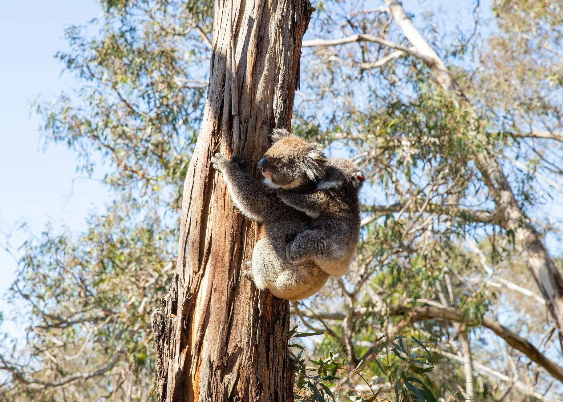 Koala Conservation Reserve in Phillip Island Thrillark