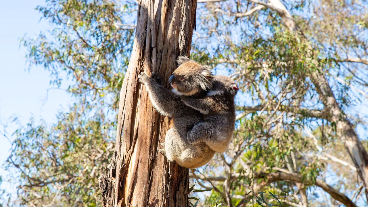 Koala Conservation Reserve in Phillip Island Thrillark