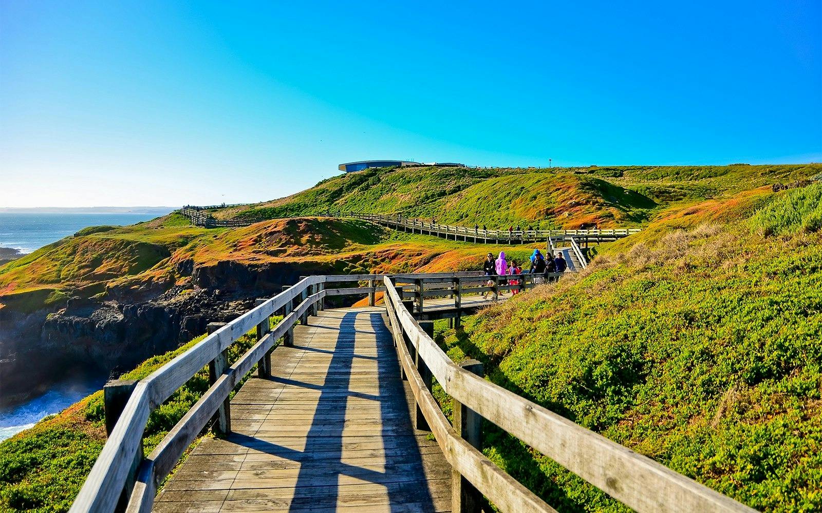 Koala Conservation Reserve in Phillip Island 
