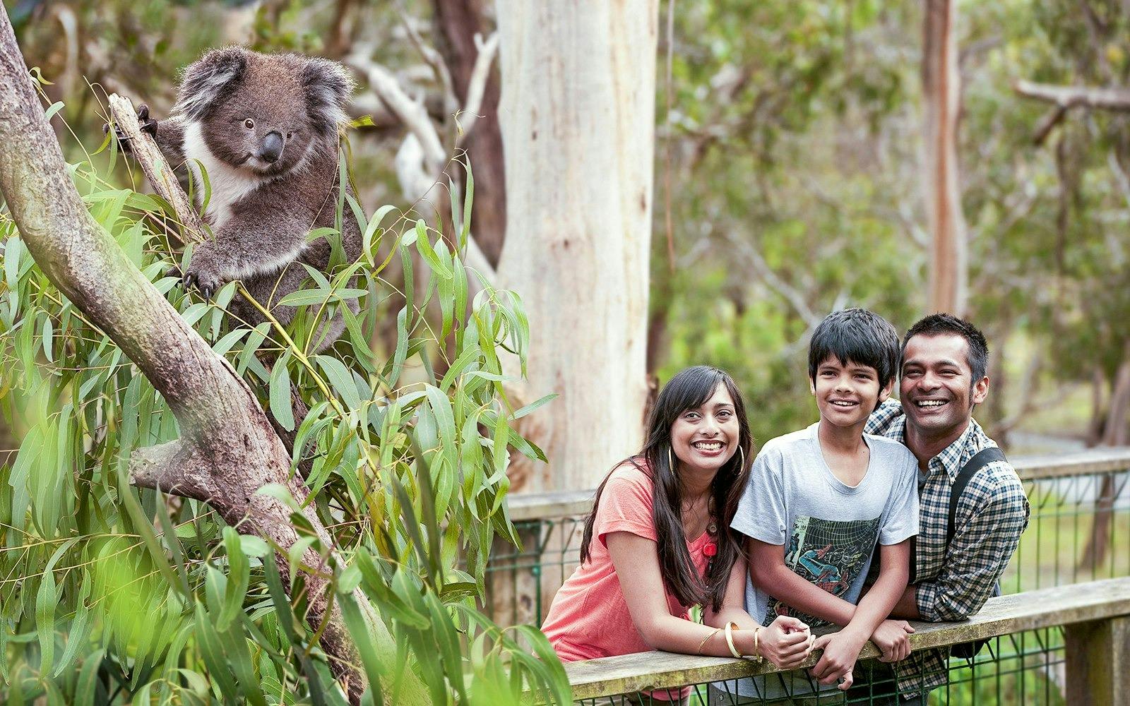 Koala Conservation Reserve in Phillip Island Discount