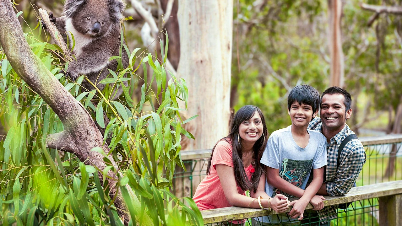 Koala Conservation Reserve in Phillip Island Discount