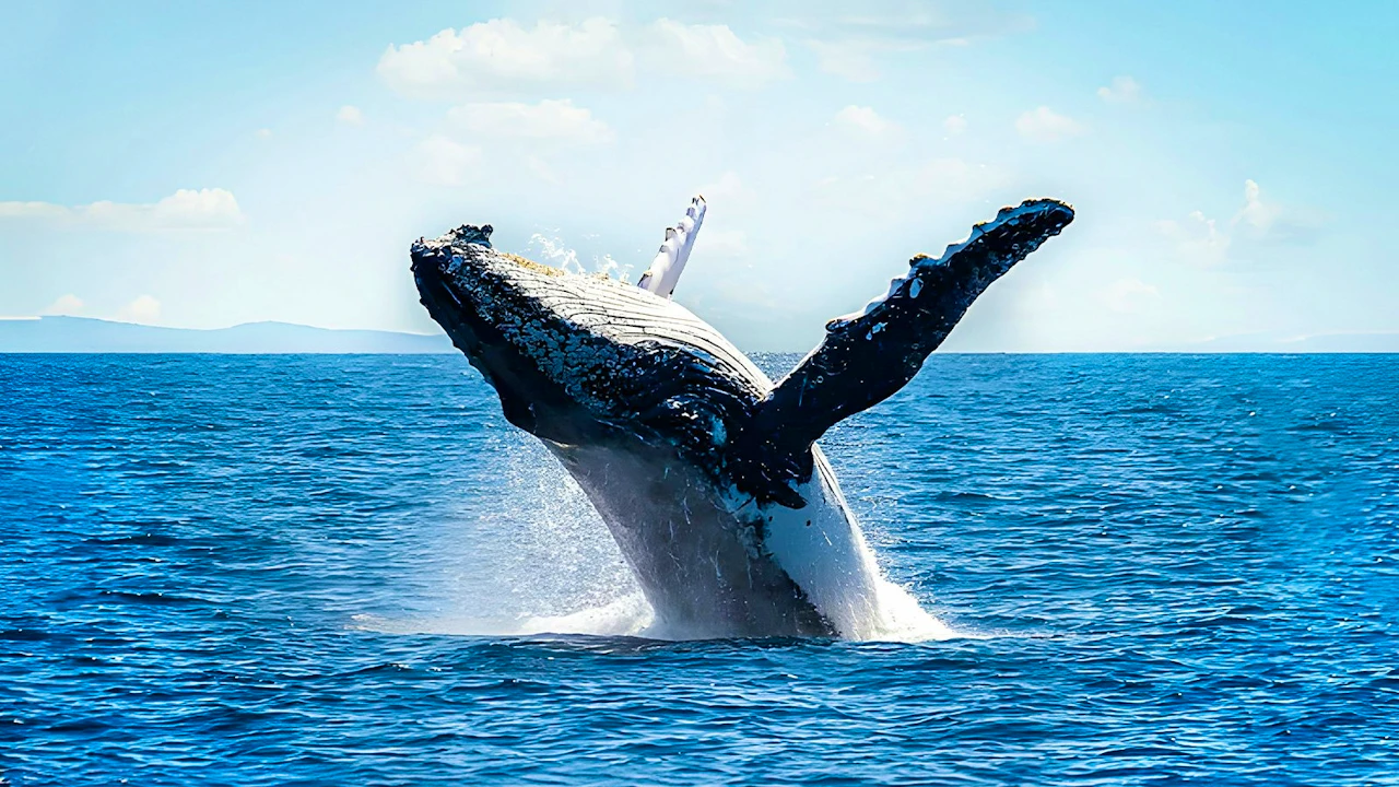 Sea World Whale Watching Cruise Price