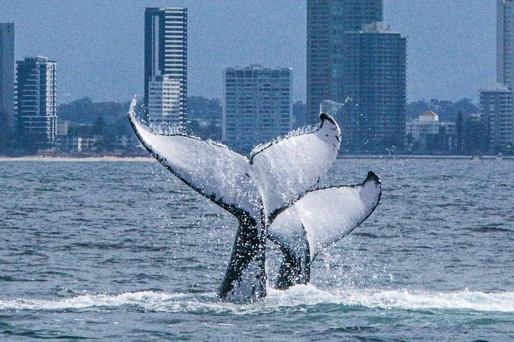 Sea World Whale Watching Cruise 