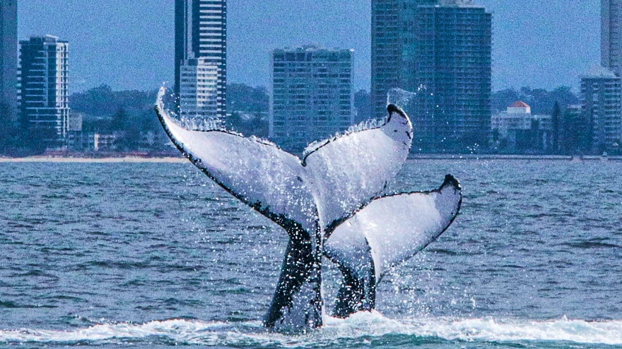Sea World Whale Watching Cruise