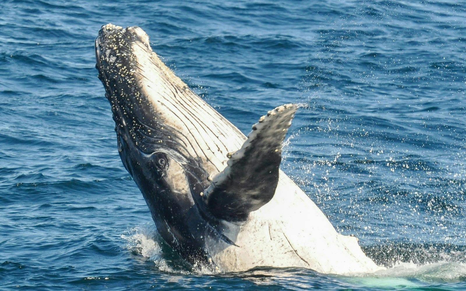 Sea World Whale Watching Cruise Review