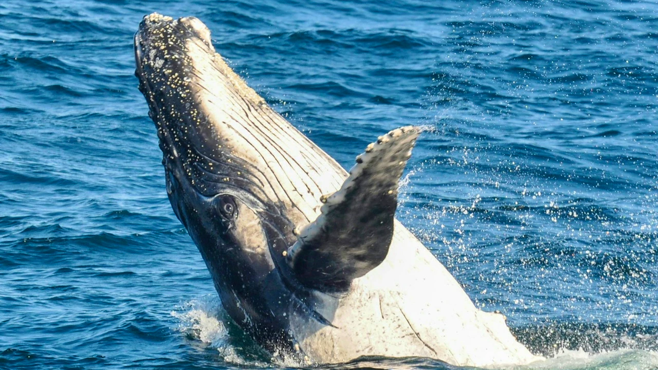 Sea World Whale Watching Cruise Review