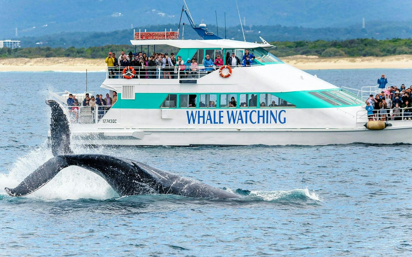 Sea World Whale Watching Cruise Discount
