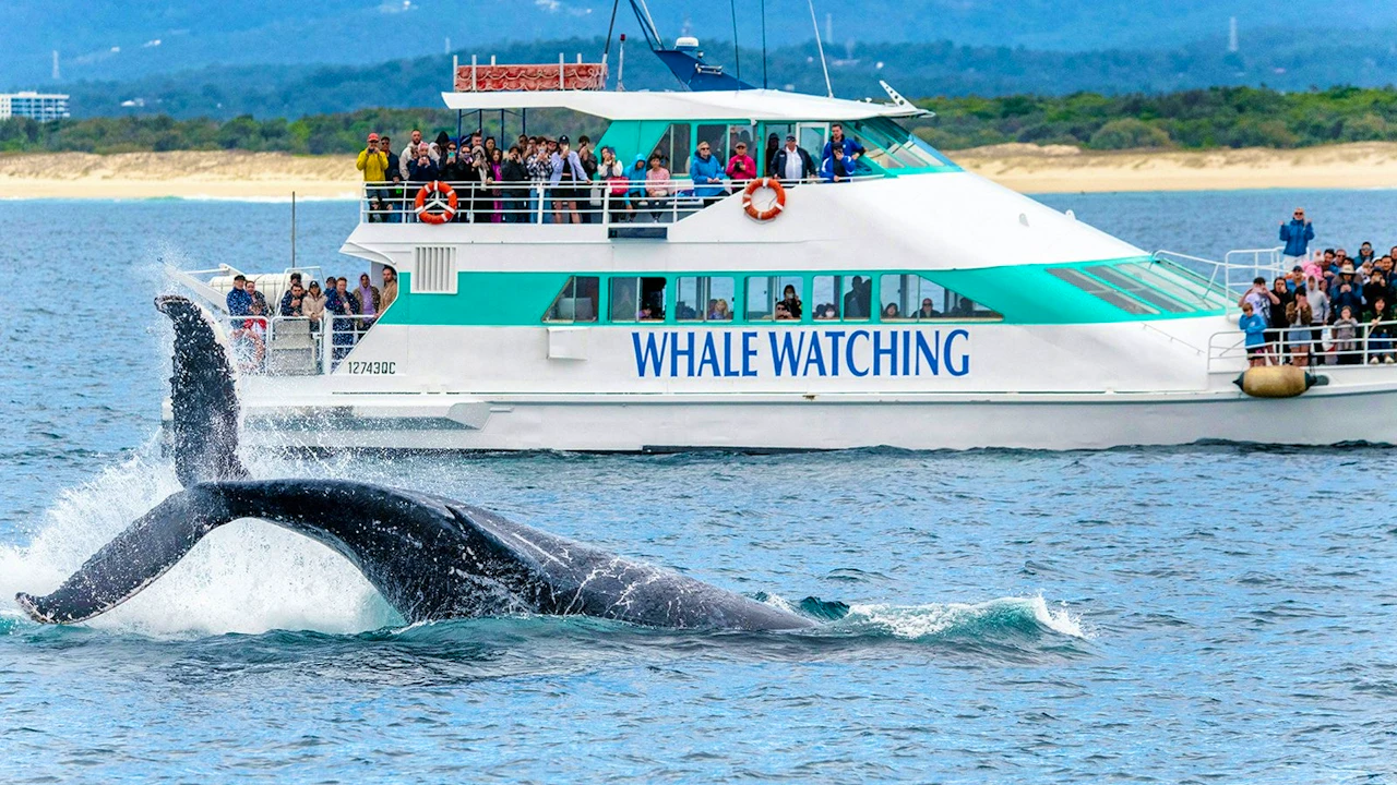 Sea World Whale Watching Cruise Discount