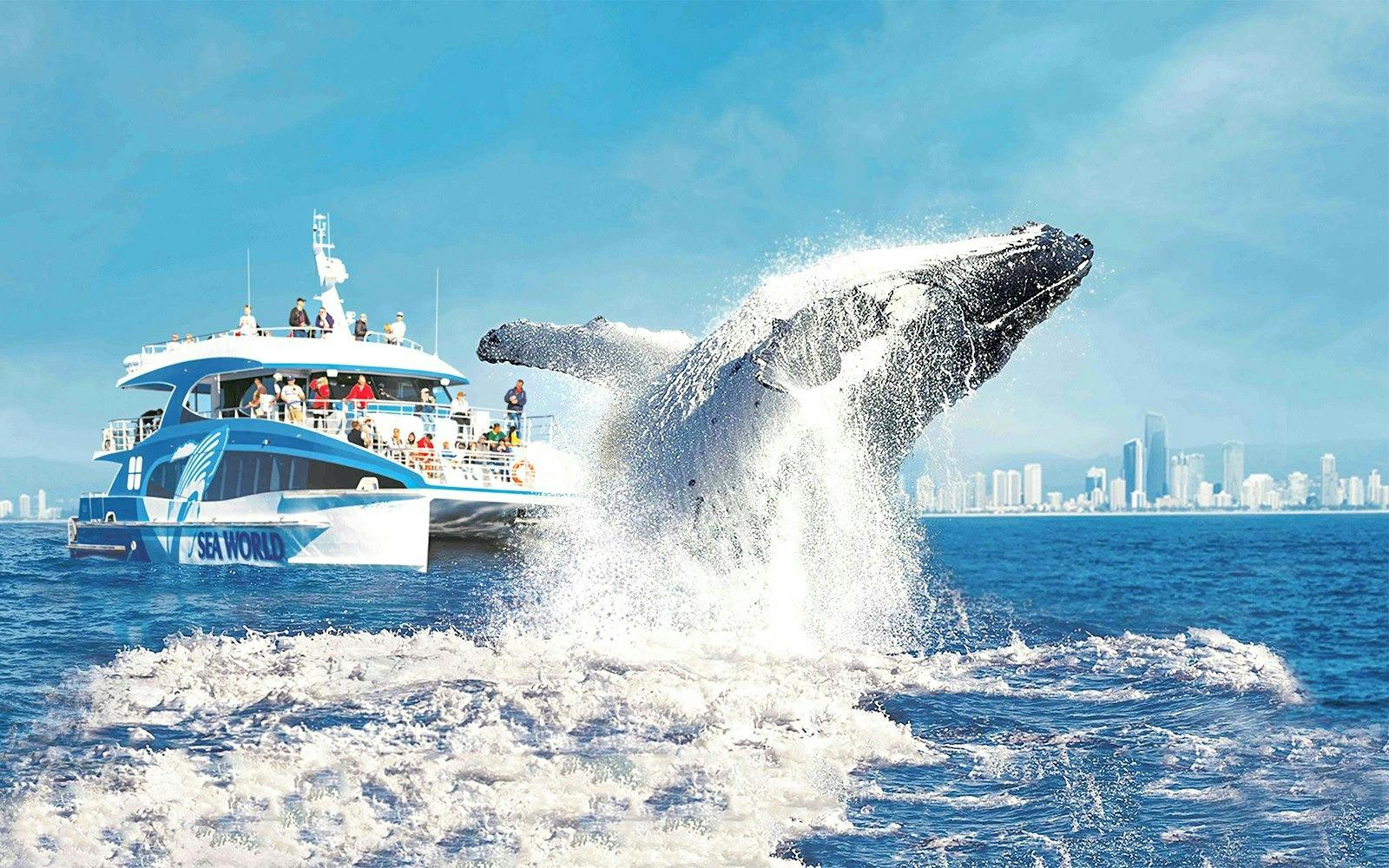 Sea World Whale Watching Cruise Ticket