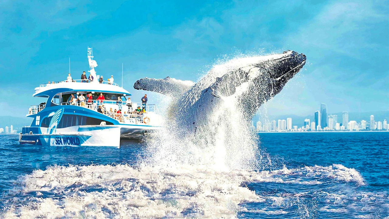 Sea World Whale Watching Cruise Ticket