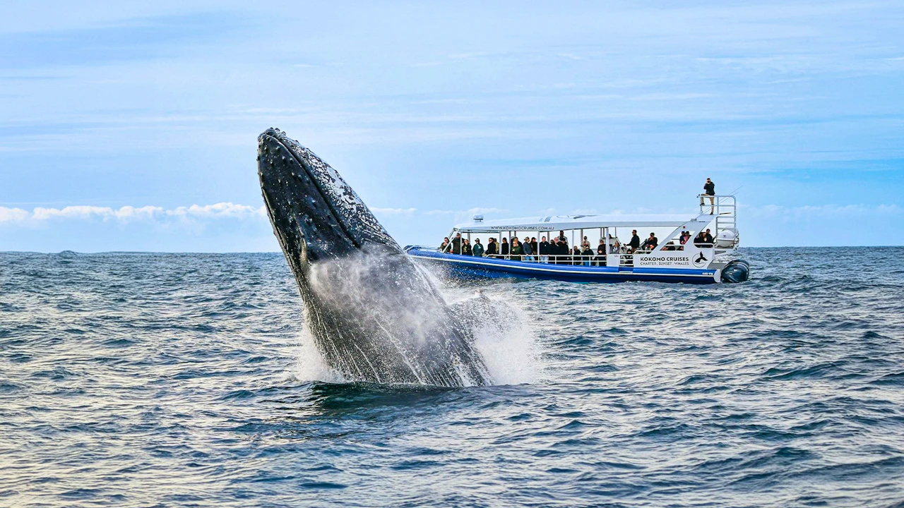 Sea World Whale Watching Cruise Category