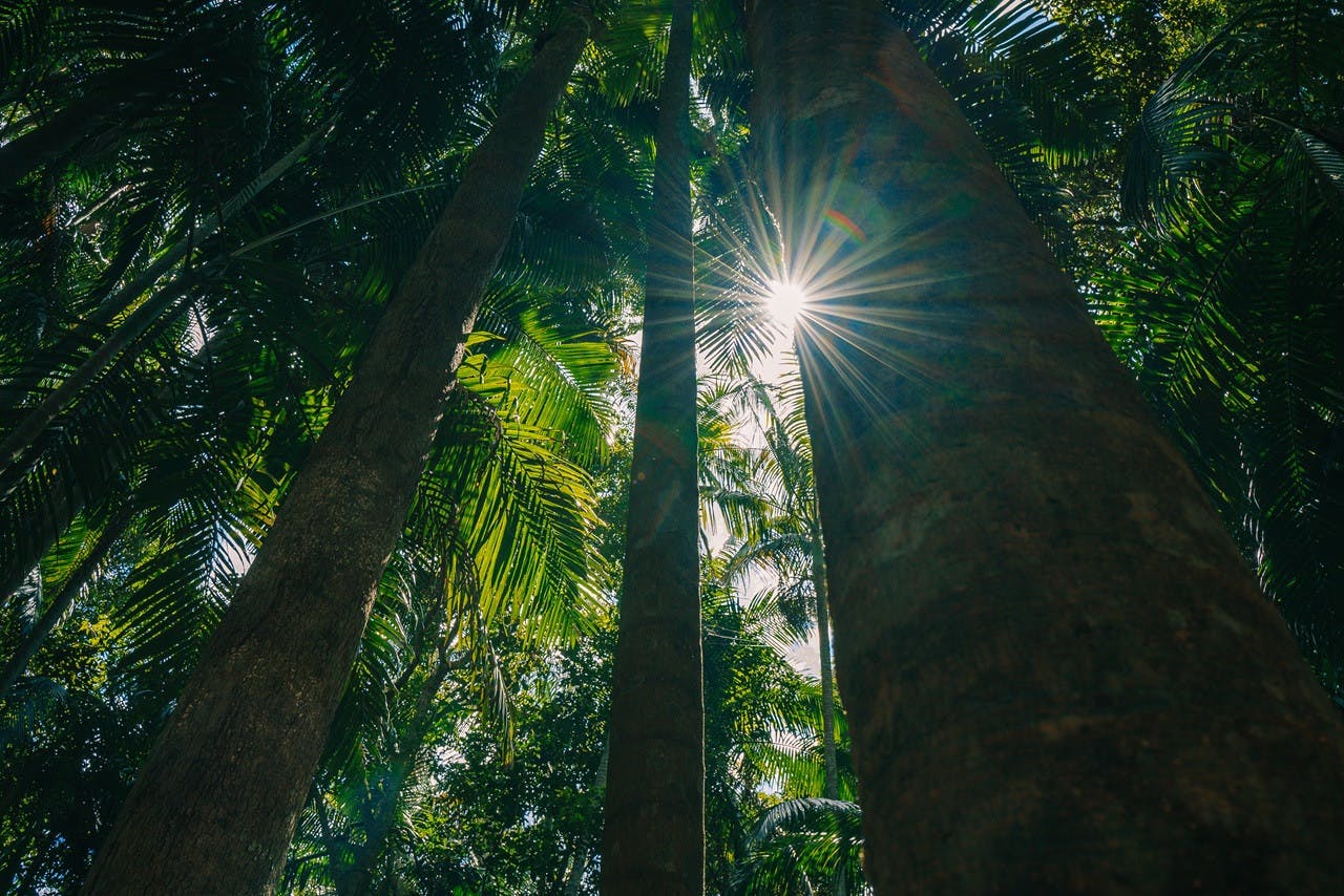 Tamborine Mountain Walk & Wine Tasting Tour Ticket
