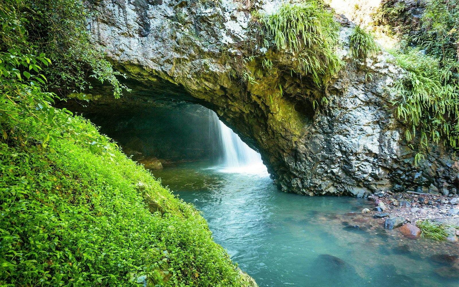 Springbrook National Park Tour 
