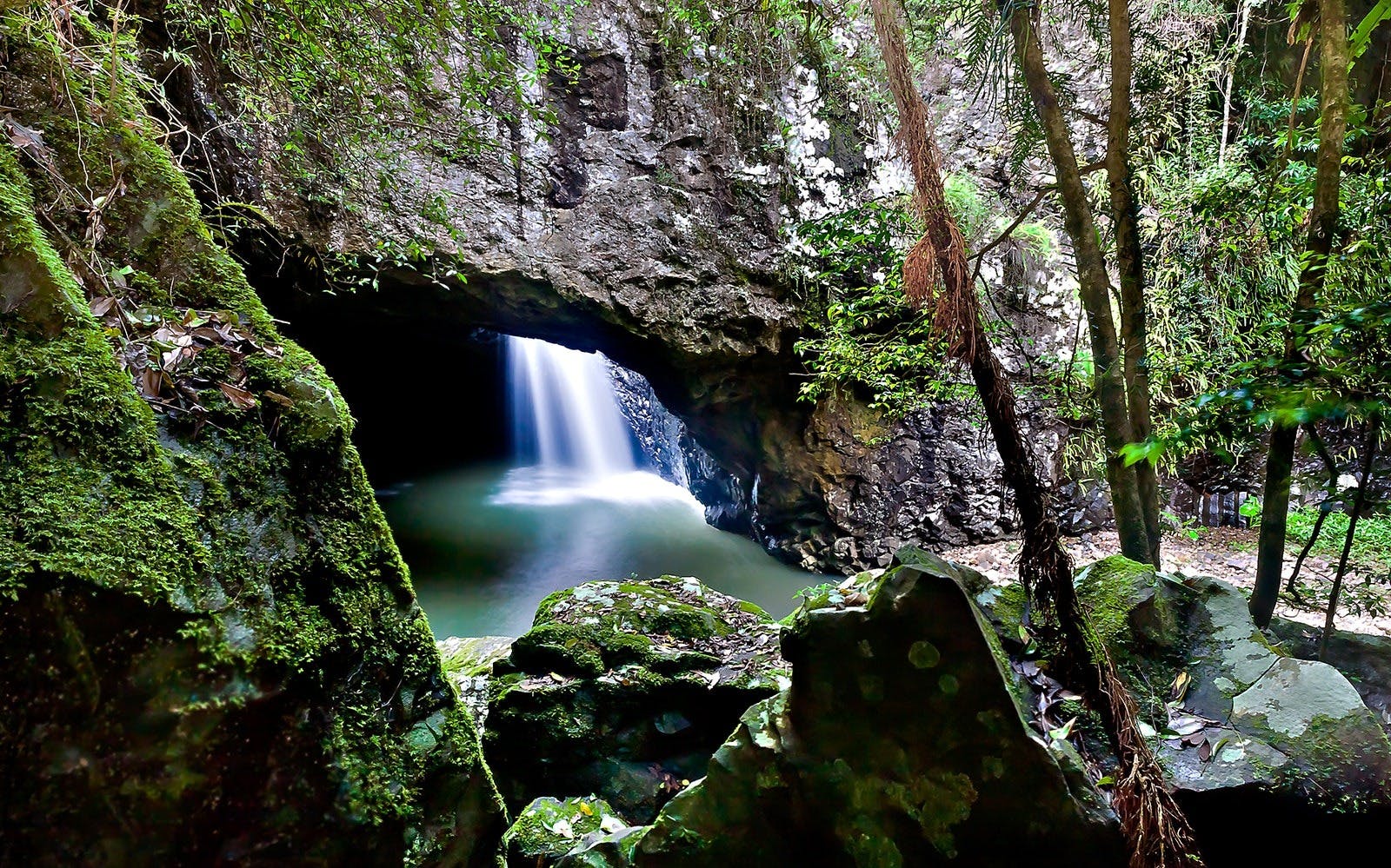 Springbrook National Park Tour Review