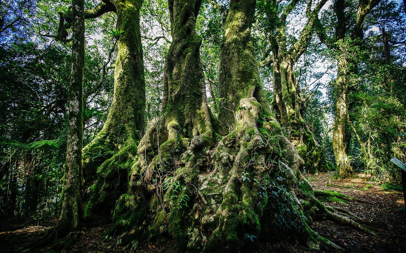 Springbrook National Park Tour