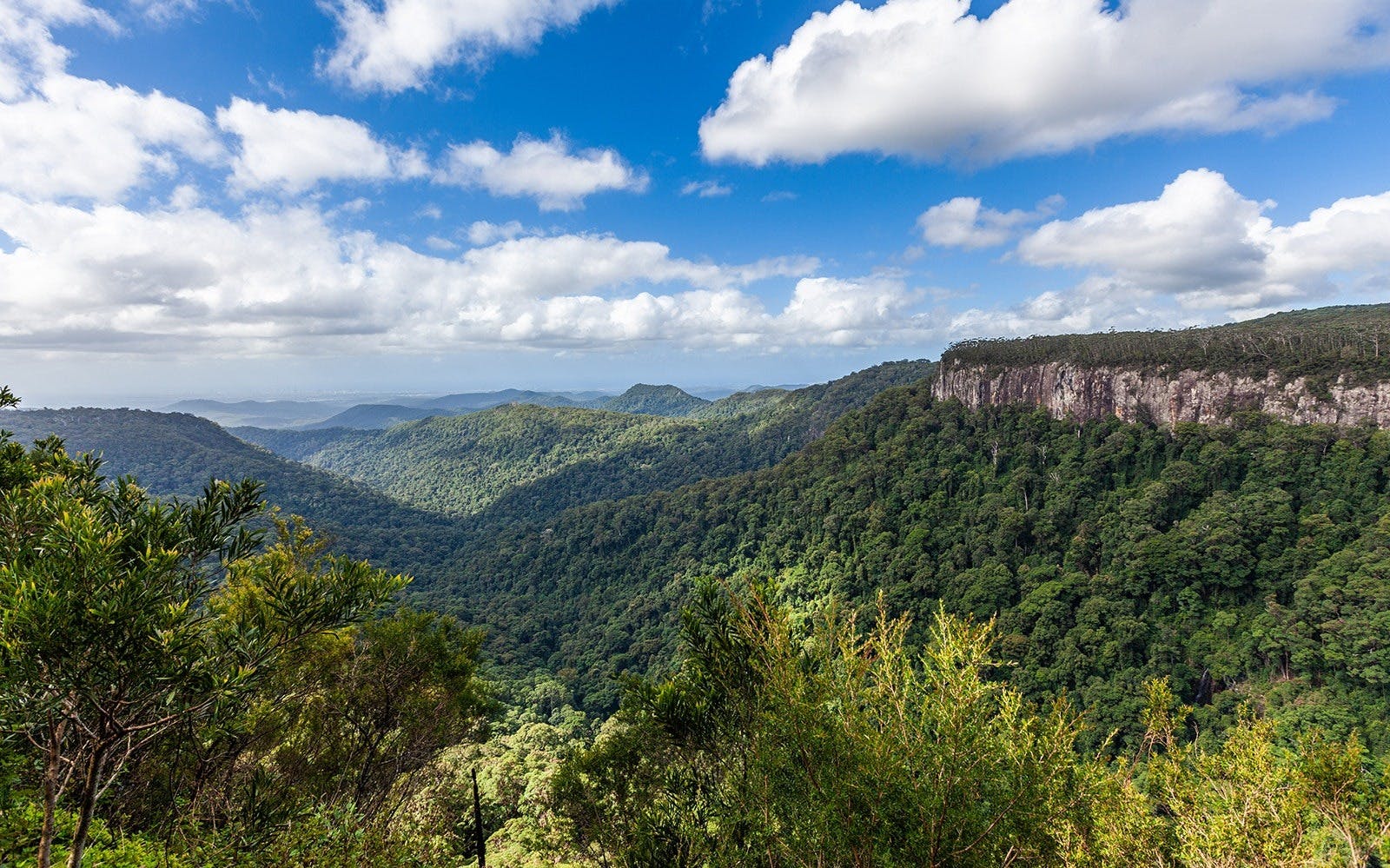 Springbrook National Park Tour 