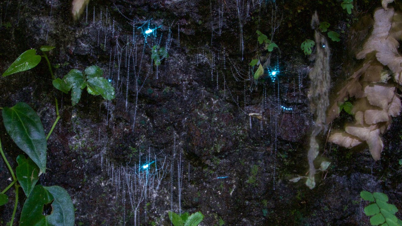 Evening Rainforest & Glow Worms Tour from Gold Coast 