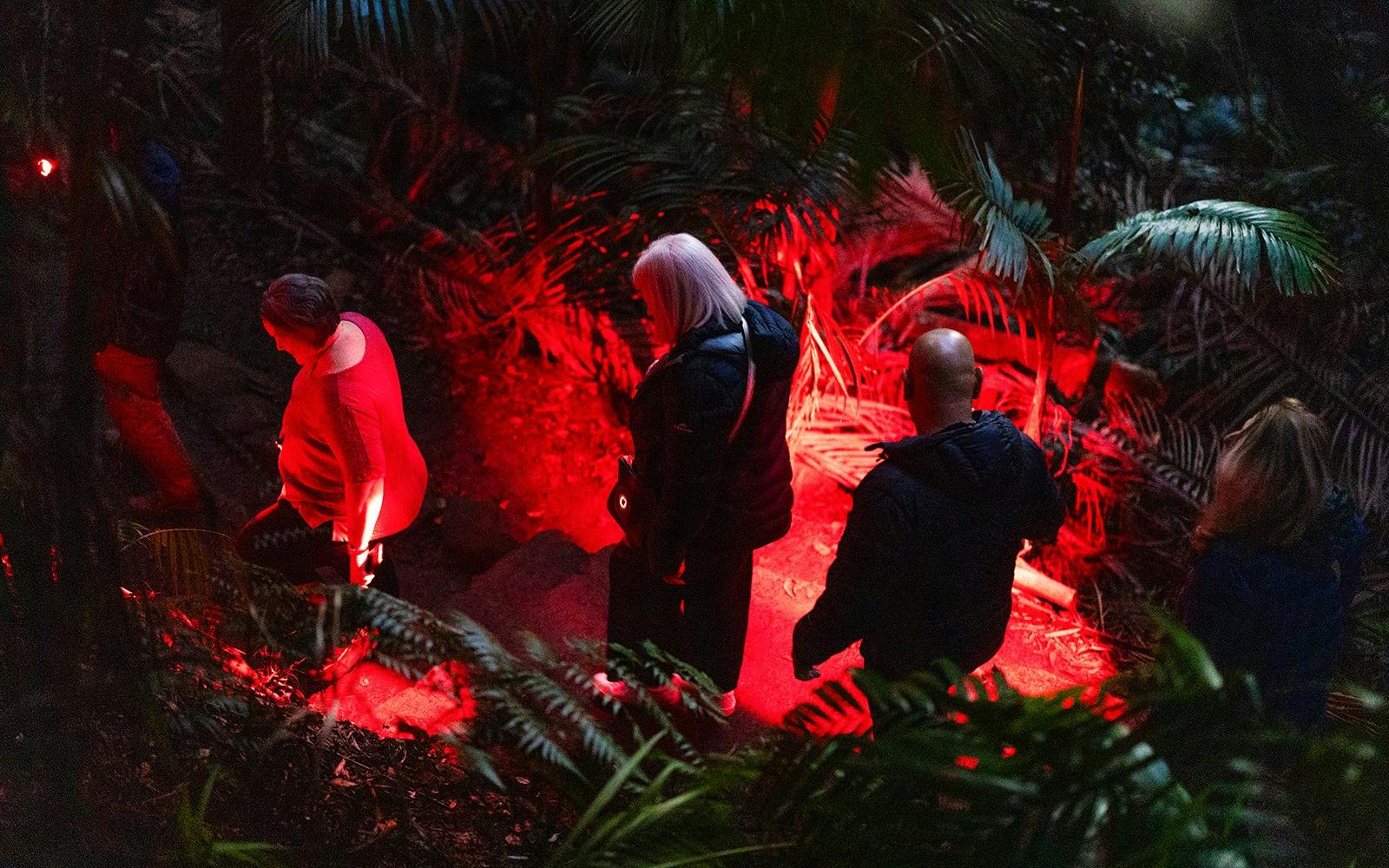 Evening Rainforest & Glow Worms Tour from Gold Coast Review