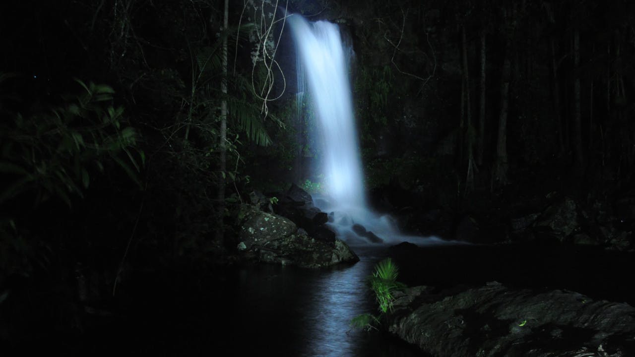 Evening Rainforest & Glow Worms Tour from Gold Coast 