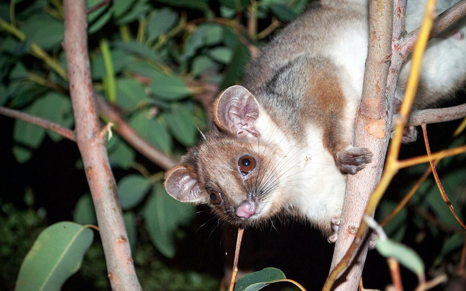 Evening Rainforest & Glow Worms Tour from Gold Coast 