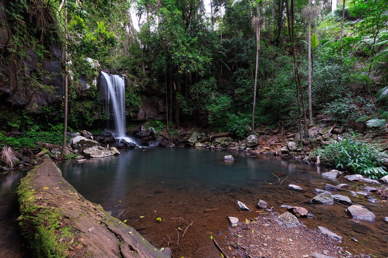 Evening Rainforest & Glow Worms Tour from Gold Coast 