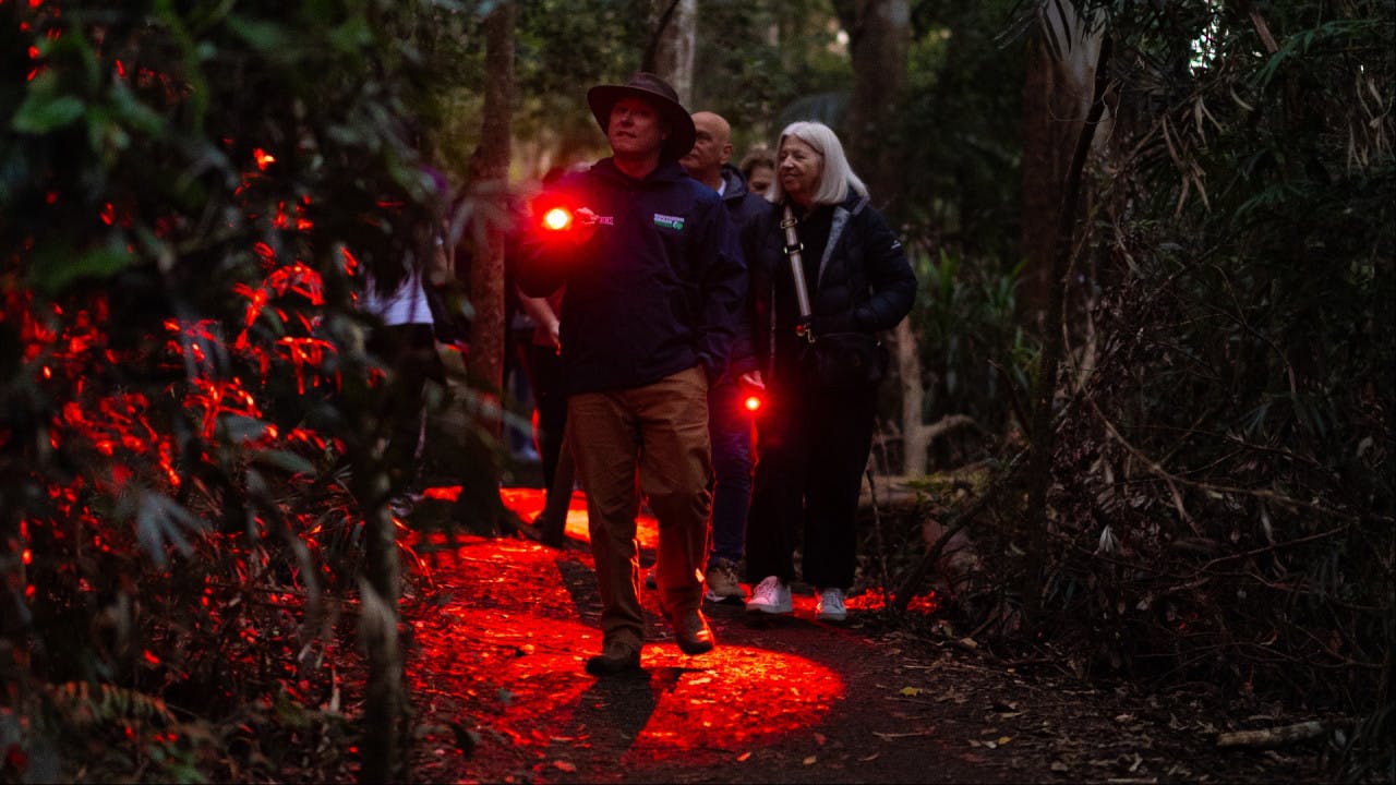 Evening Rainforest & Glow Worms Tour from Gold Coast 