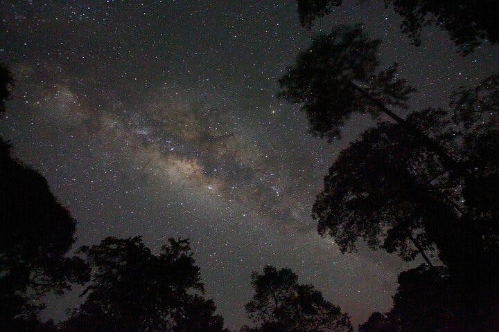 Evening Rainforest & Glow Worms Tour from Gold Coast