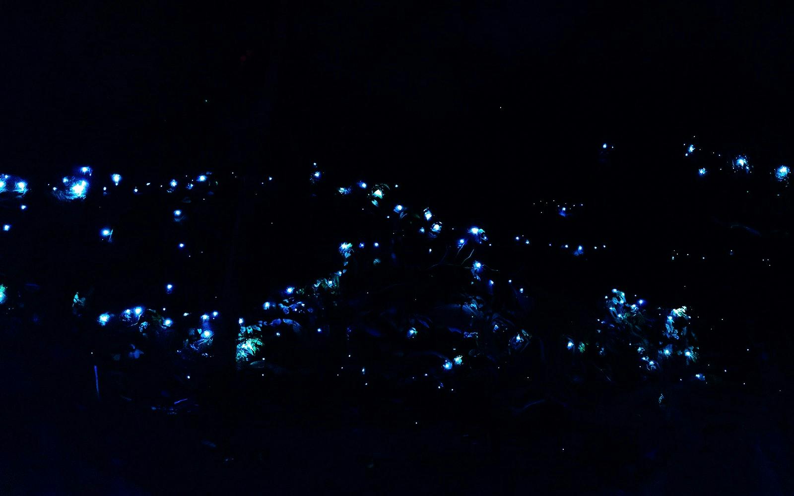 Evening Rainforest & Glow Worms Tour from Gold Coast Category