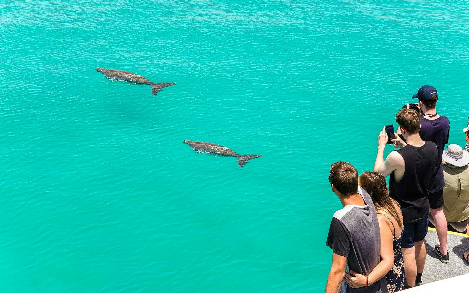 Tangalooma Wrecks & Dolphin Cruise with Transfer 